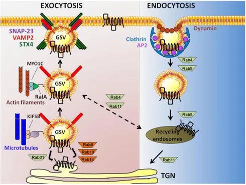 Figure  9:  GLUT4  vesicles  trafficking. This  schematic  model  shows  actin  filament  and 