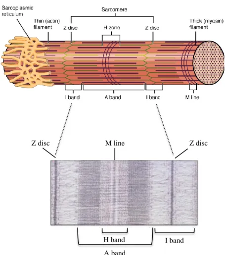 Figure  1:  Structure  of  the  sarcomere.  In  the  upper  cartoon,  reciprocal  actin  and  myosin 