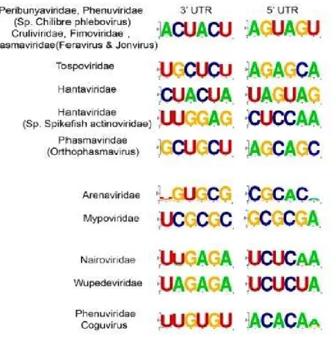 Figure 2: Consensus nucleotide sequence of the 3’ and 5’ termini for each genomic  segment of Bunyaviriales