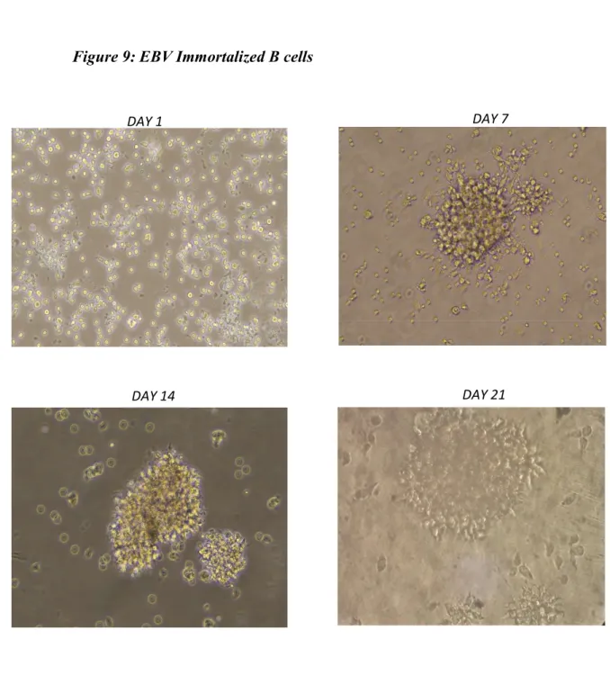 Figure 9: EBV Immortalized B cells