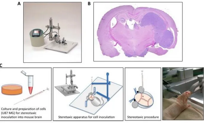 Figure  6.  Schematic  representation  of  mouse  orthotopic  model  of  human  glioblastoma