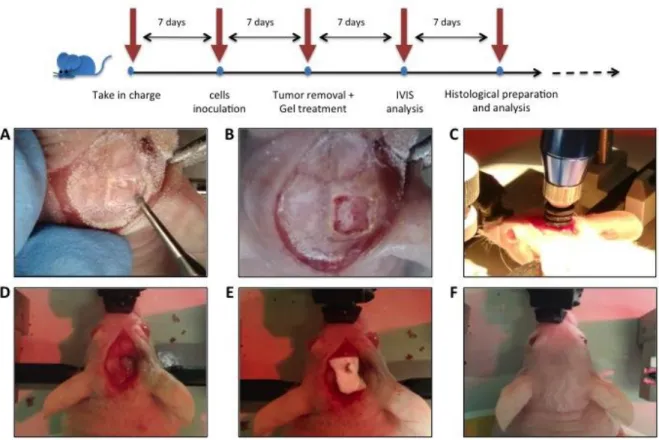 Figure  7.  Craniotomy  and  tumor  resection  procedure. Craniotomy  (A),  Cranial window  (B),  Punch  resection  (C), Thermogel insertion (D), Duraform Dura replacement (E), Suturing after complete procedure (F)