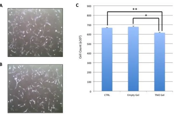 Figure 10. Biocompatibility test of the thermogels: toxicity and release of TMZ. Optical microscopy images of  U87MG cells not treated (A) and treated with empty thermogel (B)