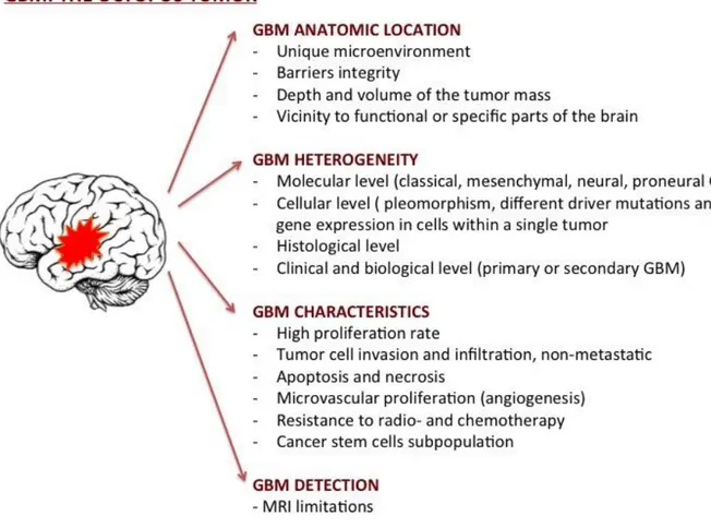 Figure 2. Schematic representation of GBM characteristics (modified from Bastiancich et al., 2016)