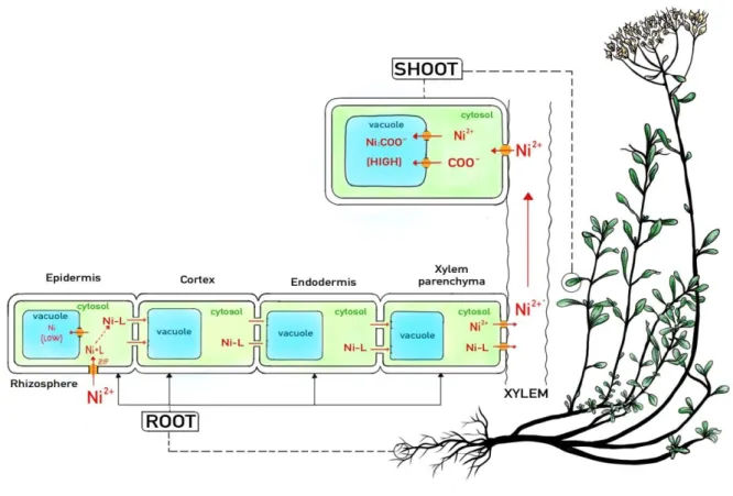 Figure 4 - A general model for nickel uptake, transport and accumulation in plants (modified from Deng et al