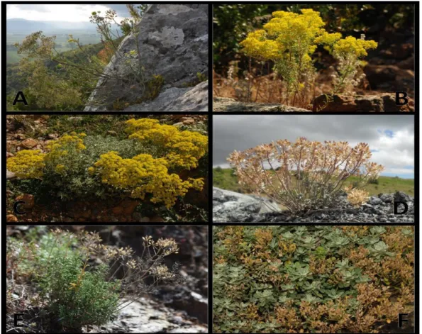 Figure  7.  Phenological  differences  between  species  of  Odontarrhena  in  Albania