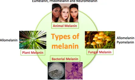 Figure 5 Classification of melanin according to the source 