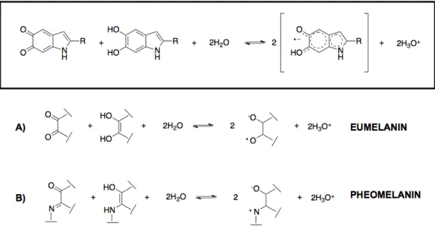 Figure  6  Formation  of  semiquinone  radicals  in  melanin.  a):  eumelanin  b): 
