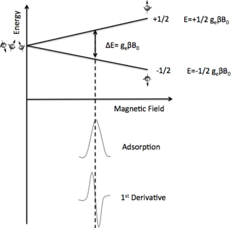 Figure 8 Zeeman splitting of the energy levels of the system of unpaired spins 