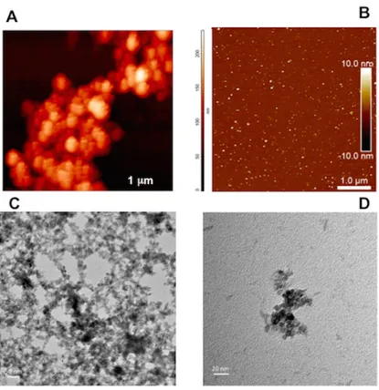 Figure  10  Characterisation  of  MNPs-1  and  MNPs-2.  A)  AFM  of  MNPs-1;  B) 