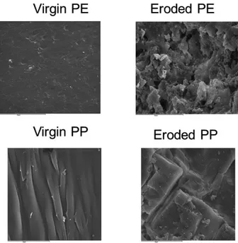 Figure 5. The surface topography of virgin plastic pellets from SEM for virgin and beached, PE and PP pellets enlarged 1000 times (Note the gray scale bar at the bottom of the image; scale bar 60 μm).