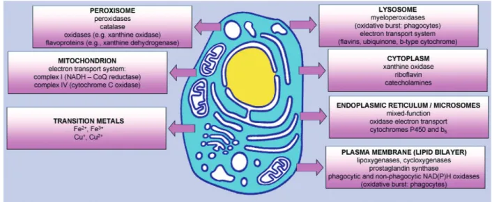 Fig. 1 Cellular sources of reactive oxygen species. Any electron-transferring protein or enzymatic system can