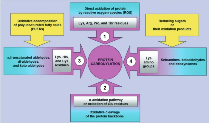 Fig. 3 Origins of carbonylated proteins. Protein carbonyl derivatives can be produced by a variety of oxidative