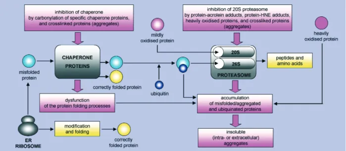 Fig. 4 Degradation and accumulation of oxidized and/or misfolded proteins. Many newly synthesised proteins are