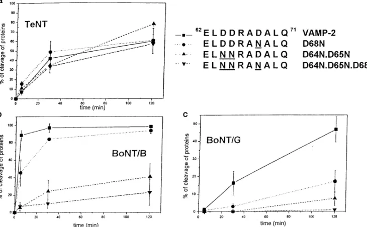 Fig. 4 shows that progressive replacement of the three Asp residues of the V2 segment of VAMP with Asn residues causes a progressive loss of proteolytic activity of BoNT/B and BoNT/G
