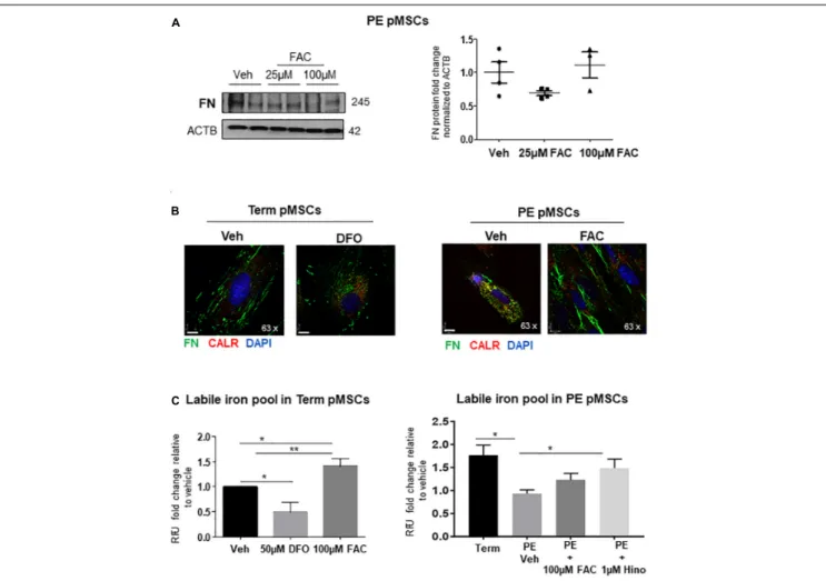 FIGURE 6 | Iron supplementation of PE pMSCs improves FN deposition. (A) Western blot and corresponding densitometry for FN in TC pMSCs (left panels) and PE pMSCs (right panels) treated with 25 or 100 µM FAC