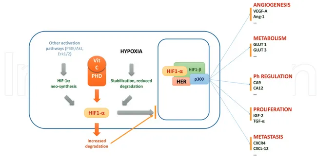 Figure 5.  Hypoxia stabilizes HIF-1α as the rate of prolyl-hydroxylases (PHD)-mediated hydroxylation of a subunit is 