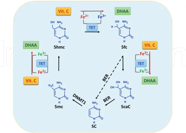 Figure 6.  As a cofactor for TET dioxygenases, vitamin C participates in the conversion of 5-mC to 5-hmC, and further 