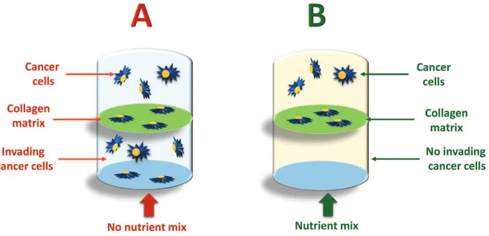 Figure 7.  The “nutrient mix” used is a mixture of vitamin C, L-lysine, L-proline, and epigallocatechin gallate (EGCG)