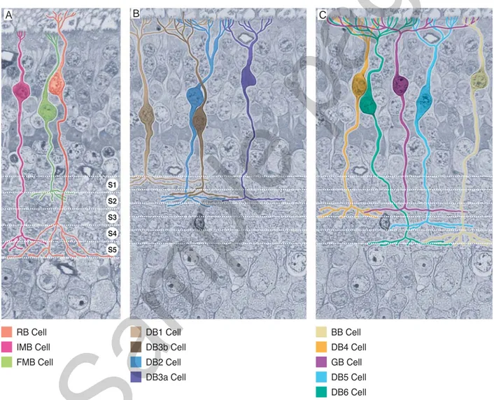 Fig. 8.27  Retina. Morphology and level of axon terminal ramifi cations of the different types of  bipolar cells