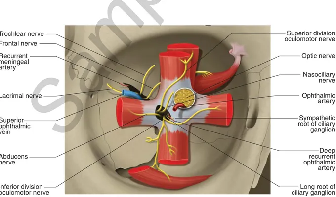 Fig. 1.14  Common tendinous ring and superior orbital fi ssure. Vessels and nerves passing through the superior orbital fi ssure.