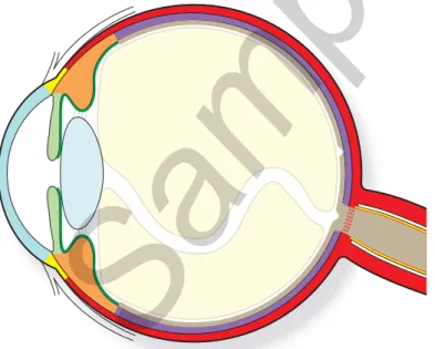 Fig. 5.1  Schematic arrangement of the eye. The eye is formed by a shell of three concentric coats: the  outer coat is the fi brous coat and is formed by the sclera (red   ) and the cornea (light blue   )