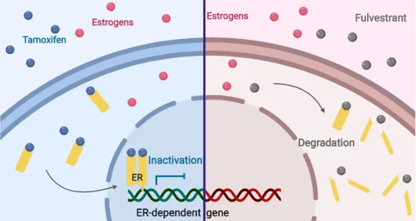 Figure 7. Tamoxifen and fulvestrant mechanism of action. 