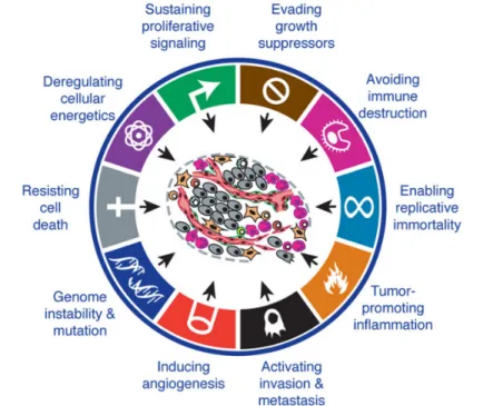 Figure 14. The hallmarks of cancer: the next generation (adapted from [229]). 