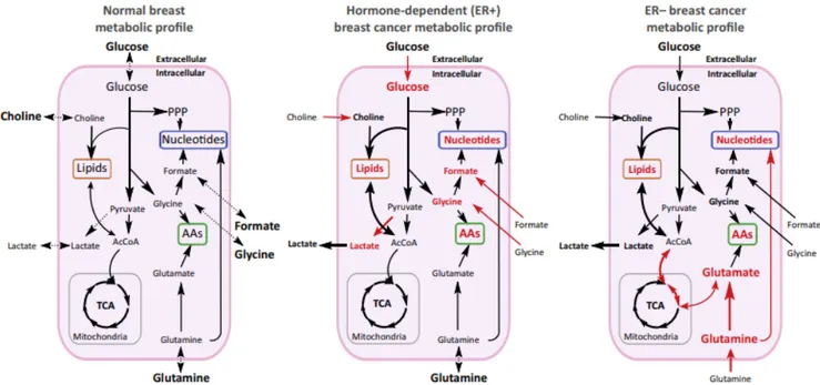 Figure 11. Metabolic alterations in hormone-dependent and -independent breast cancer (taken from [332])