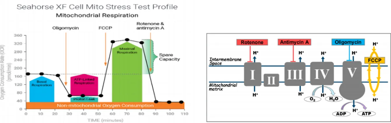 Figure 16. Agilent Seahorse XF Cell Mito Stress Test profile (left) and ETC modulators (right)