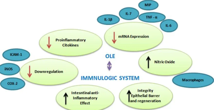 Figure 9. Characteristics of OLE in the immune system studied. MIP (Macrophage inflammatory protein-2), ICAM  ( intercellular  adhesion  molecule  1),  iNOS  (inducible  nitric  oxide  synthase),  TNF  (tumor  necrosis  factor),  IL  (Interleukine)
