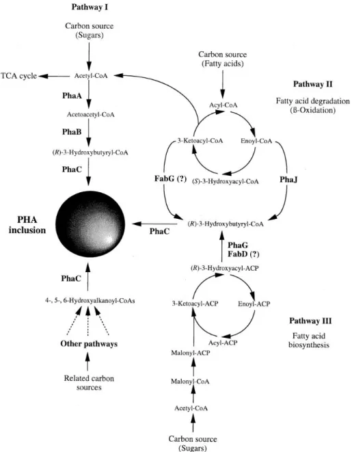 Figure 12. Metabolic Pathway of PHA Biosynthesis. Source: Sudesh, K., Abe, H. and Doi, Y