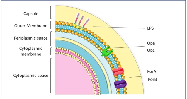 Figure 2. Schematic representation of the main neisserial virulence factors and their localization in the bacterial 