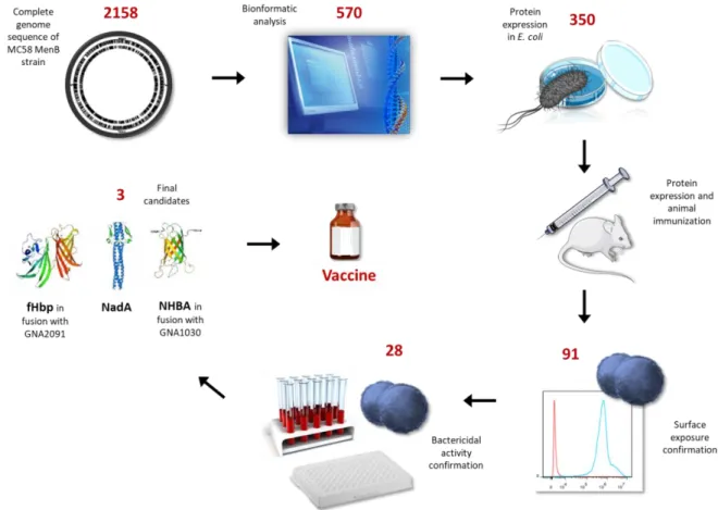 Figure 3. Schematic representation of 4CmenB vaccine development by Reverse Vaccinology