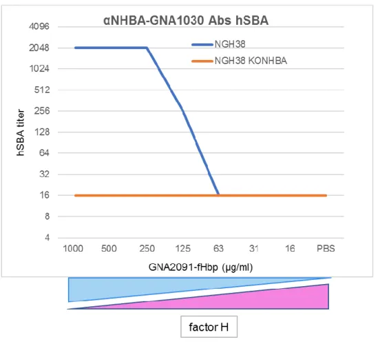 Figure  13.  hSBA  titers  obtained  by  testing  the  anti-NHBA-GNA1030  serum  against  NGH38  WT  (blue)  and 