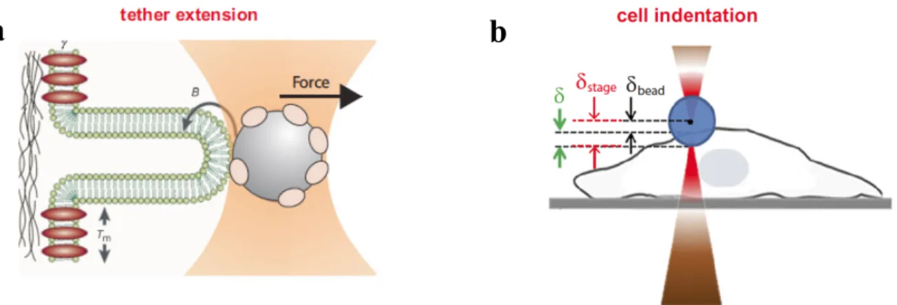 Figure 3. a. Schematic rappresentation of tether formation using Optical Tweezers. Tether extension is achieved by 