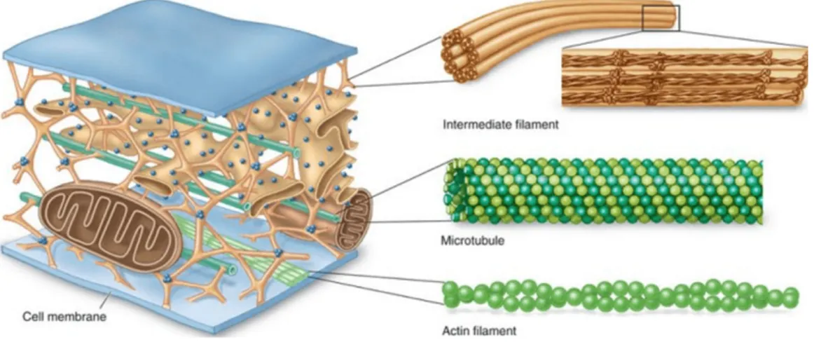 Figure 1. Layout of the cytoskeleton components. Microtubules are found in the cell where they maintain cell shape 