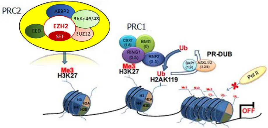 Figure 5 - The PRC2 complex mediates, through the SET domain of EZH2, the tri-methylation  of lysine 27 on H3 histones (H3K27me3); after that PRC1, mediating the mono-ubiquitination  of lysine 119 on histone H2A (H2AK119ub) is recruited, additional epigene