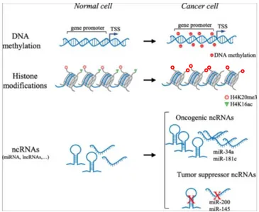 Figure 6 – Main epigenetic abnormalities in cancer. TSS: transcription start site;             ncRNA: non-coding RNA; miRNA: microRNA; lncRNA: long non-coding RNA