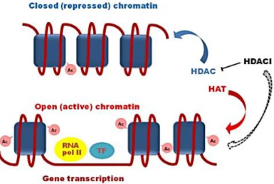 Figure 8 – Representation of HDAC inhibitors (HDACi) mechanism of action.   HDAC: histone deacetylase; HAT: histone acetyltransferase; Ac: acetylation; TF: transcription 