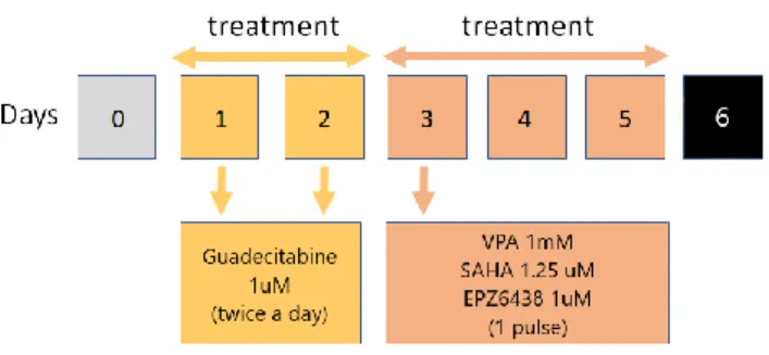 Figure 10 – Schedule of treatment. 