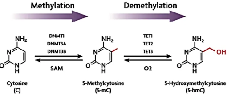Figure 1 – Regulation of DNA methylation/demethylation. Cytosine conversion in methylated  cytosine, through DNMTs, and demethylation to 5-hydroxymethylcytosine by TET enzymes