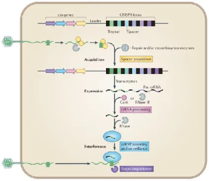 Figure 1.1: Stages of the CRISPR-Cas adaptive immunity in prokaryotes 