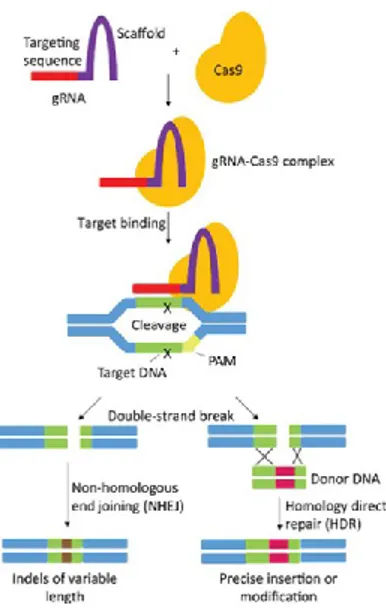 Figure 1.3: Repair mechanisms which could be associated with CRISPR-Cas systems 