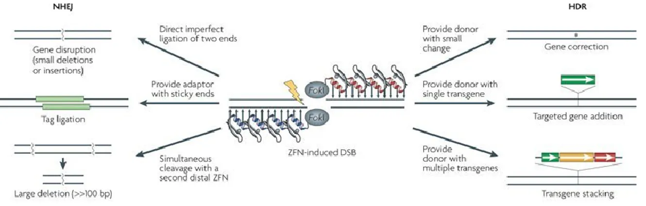 Figure 1.4: Genome editing by using ZFNs associated with via NHEJ and HDR repairs 