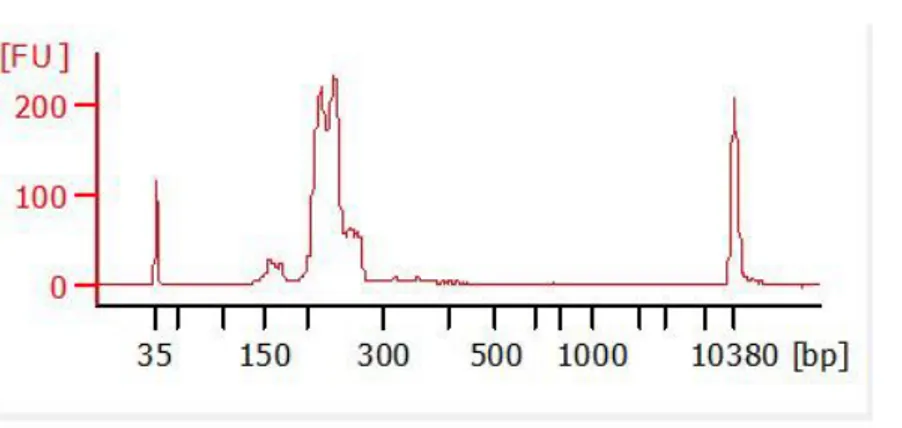 Figure 7. Shows the library profile, with a good library peak around 200bp and minimal presence of primer-dimers  (150bp) (my own data)