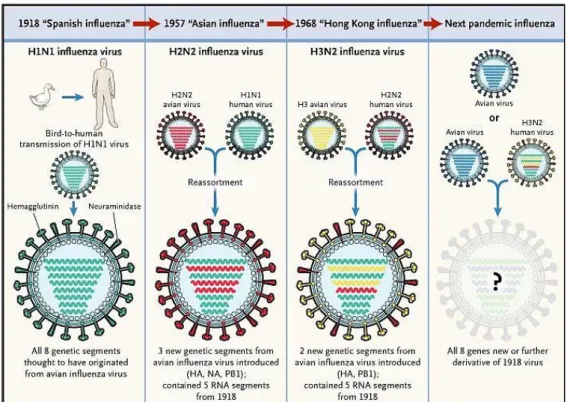 Fig. 4: Meccanismo da cui può originare una pandemia. Il nuovo virus circolato nell’uomo  fino al 1968, fino a quando fu sostituito da un altro virus riassortante, il virus H3N2 di Hong  Kong - creato dalla sostituzione dei geni della emoagglutinina (H2) e