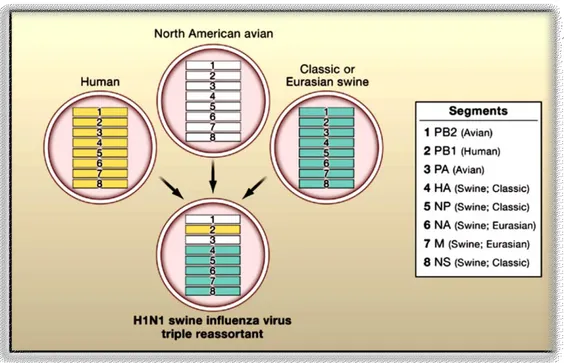 Fig. 6: Lineage dell’influenza pandemica del 2009 (Wang T.T &amp; Palese P., 2009). 