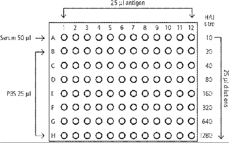 Fig. 11: Profilo schematico di come seminare una piastra per il test HI.  