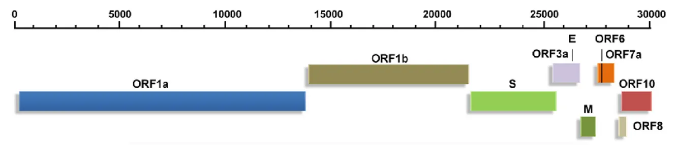 Fig 3. Genomic organization of SARS-CoV-2. (Adapted from Kumar et al., 2020)